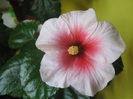 Picture My plants 3393
