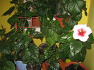 Picture My plants 3392