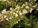 weigela variegata 2015