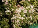 weigela variegata 2015