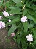Calystegia