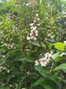 Deutzia