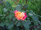 IMGP8047