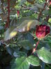 IMGP8049