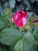 IMGP8054
