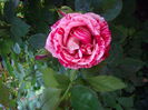 IMGP8056