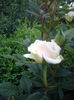 IMGP8064