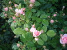 IMGP8068