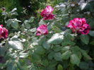 IMGP8096