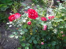 IMGP8107