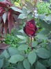 IMGP8109