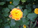 IMGP8121
