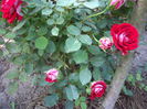IMGP8127