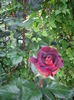 IMGP8148
