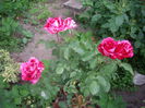 IMGP8150