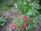 IMGP8167