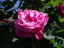 IMGP8177