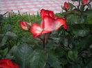 IMGP8204