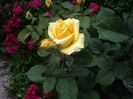 IMGP8206