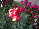 IMGP8207