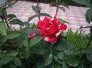 IMGP8209