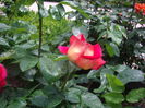 IMGP8211