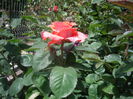 IMGP8216