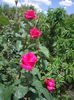 IMGP8217