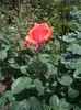 IMGP8220