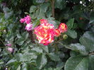 IMGP8230