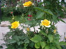 IMGP8235