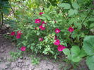 IMGP8258