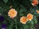 IMGP8259