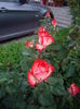 IMGP8337