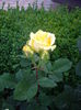 IMGP8338