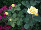 IMGP8339