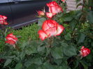 IMGP8345