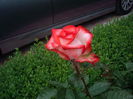 Sunt un frumos.......