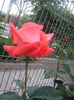 IMGP8352