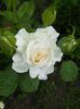 IMG_20150527_160927