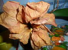 SAM_5407