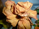 SAM_5412