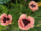 papaver or. Konigin Alexandra