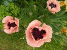 papaver or. Konigin Alexandra