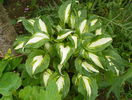 hosta mediovariegata