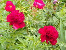 Red Charm