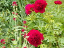 Red Charm