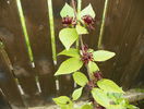 calycanthus floridus