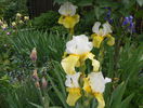 Glacier Gold