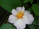 Lilac charm